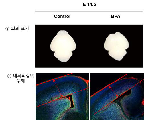 비스페놀A 노출에 따른 임신한 실험용 쥐 모델의 태아 뇌 크기와 대뇌피질 두께를 보여주는 것으로, 대조군에 비해 비스페놀A에 노출된 경우 뇌 크기가 작아지고, 대뇌피질 두께도 얇아지는 것을 확인할 수 있다.  안전성평가연 제공